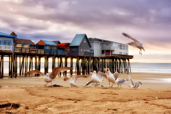 Early Morning Ocean Old Wooden Pier Houses Flock Seagulls Landmarks — Stock Photo, Image