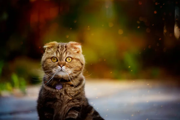 Scottish Fold Cat Garden — Stockfoto