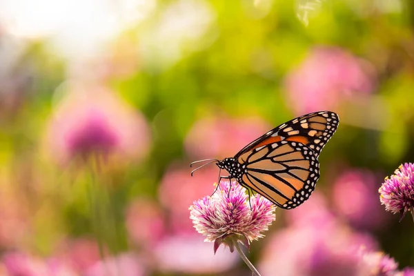 Monarch Butterfly Danaus Plexippus Feeds Pink Flowers Usa Maine — Fotografia de Stock