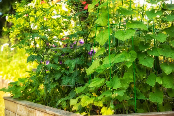 Bahçedeki Tahta Bir Kutuda Domates Salatalık Çalıları Sebze Yetiştiriyorum — Stok fotoğraf