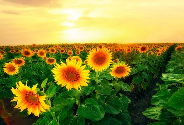 Endless Field Yellow Sunflowers Sunset Fields Ukraine — Stockfoto