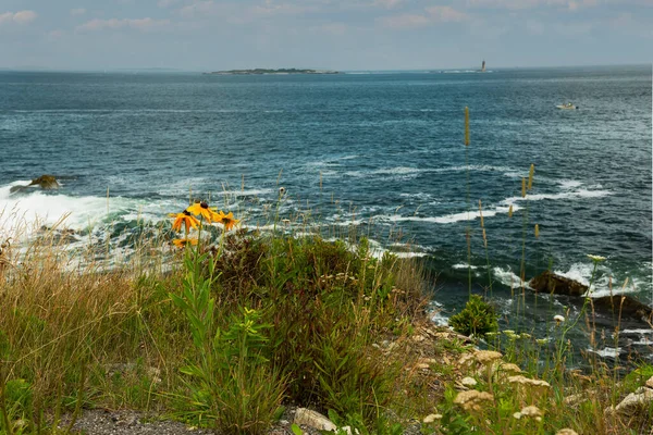 Coast Atlantic Ocean Cliffs Overgrown Wild Flowers Summer Usa Maine — Stockfoto