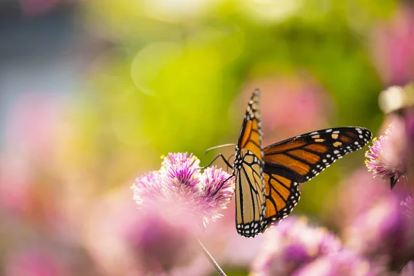 Monarch Butterfly Danaus Plexippus Feeds Pink Flowers Usa Maine — Fotografia de Stock
