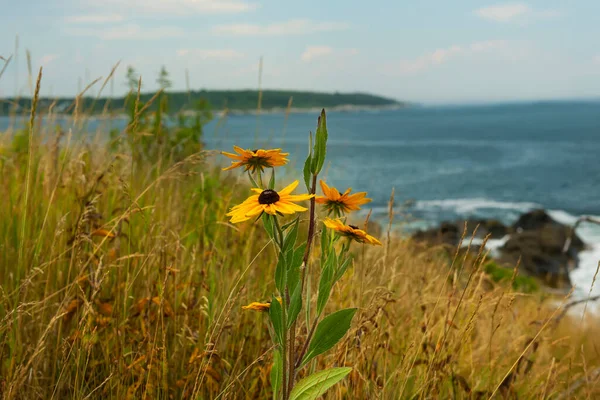 Coast Atlantic Ocean Cliffs Overgrown Wild Flowers Summer Usa Maine — Stok fotoğraf