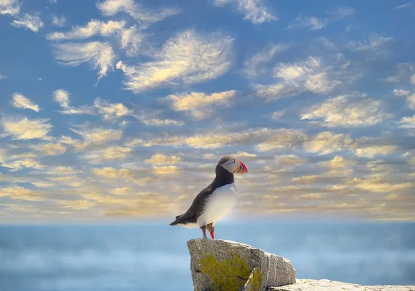 Puffin bird on a rock ledge on the ocean . USA. Maine