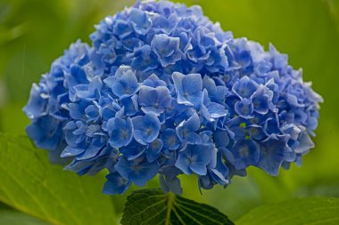 Yağmurda mavi ortanca çiçeği. Yakın plan. Seçici odak.