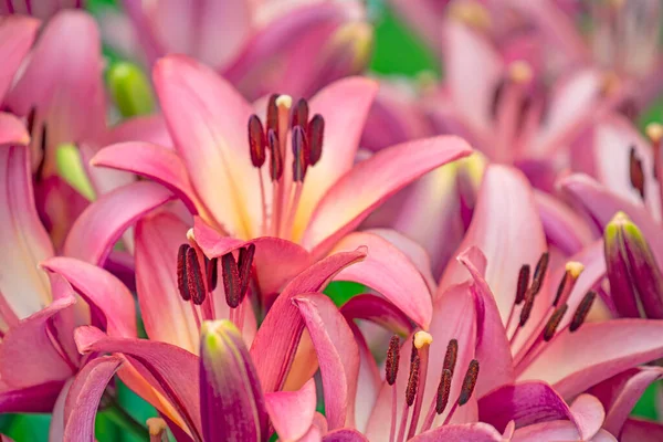 Pink Lilies Close Luxuriant Bloom Selective Focus — стоковое фото