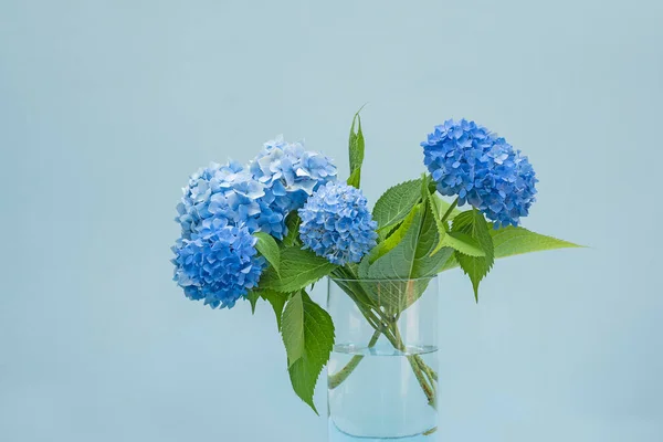 blue hydrangea flowers in a vase on a light background