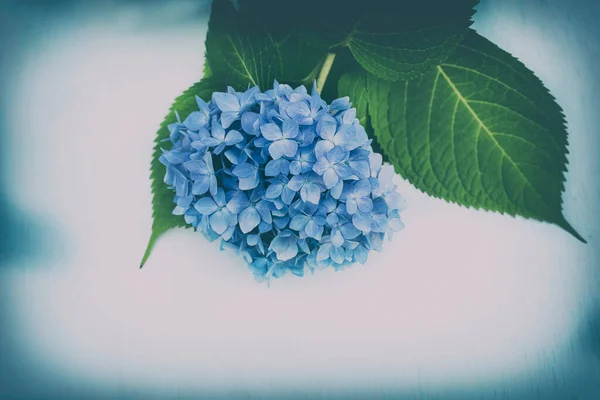 Blue hydrangea flower isolated on white background.Vintage photo.