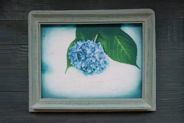 Blue Hydrangea Flower Old Frame Wooden Background Vintage Photo — Fotografia de Stock