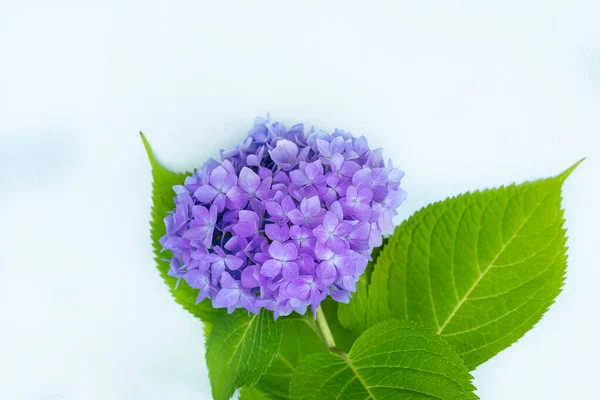 lilac hydrangea flower isolated on white background.