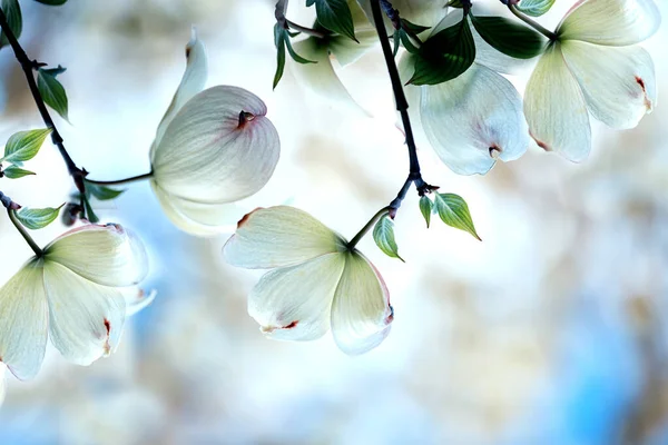 Belle Fleur Blanche Sur Une Branche Arbre Dans Jardin Printemps — Photo