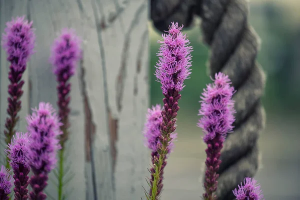 Eflatun Çiçekler Yakın Çekim — Stok fotoğraf