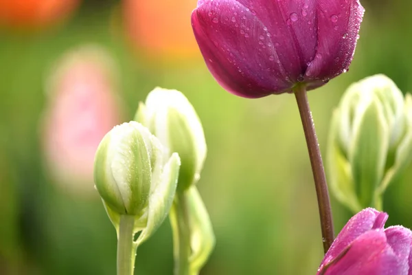 Lovely Flowers Buds Tulips Dew Drops Selected Focus — стоковое фото