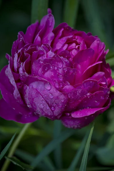 Burgundy dark peony in raindrops in the garden