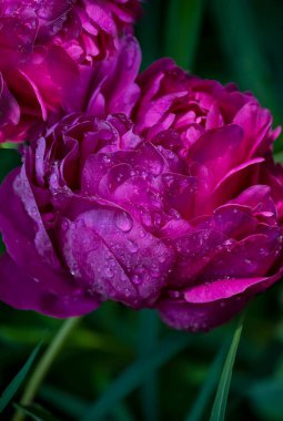 Red peony in drops after rain. Close-up.