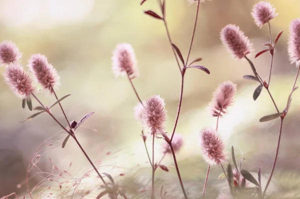 Delicate Fluffy Wildflowers Selective Focus — Fotografia de Stock