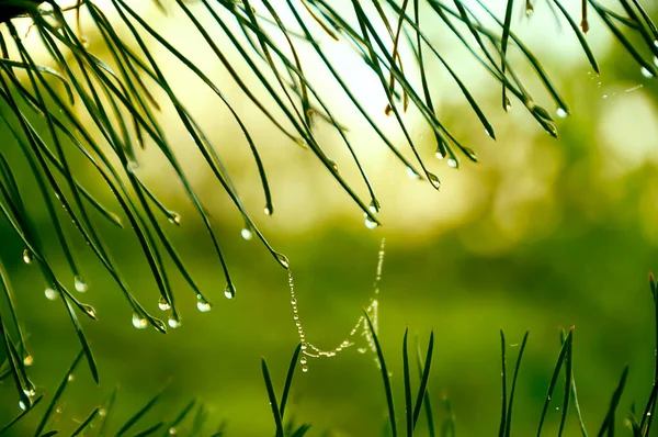 Pine Needles Droplets Cobwebs Selective Focus Close — Zdjęcie stockowe