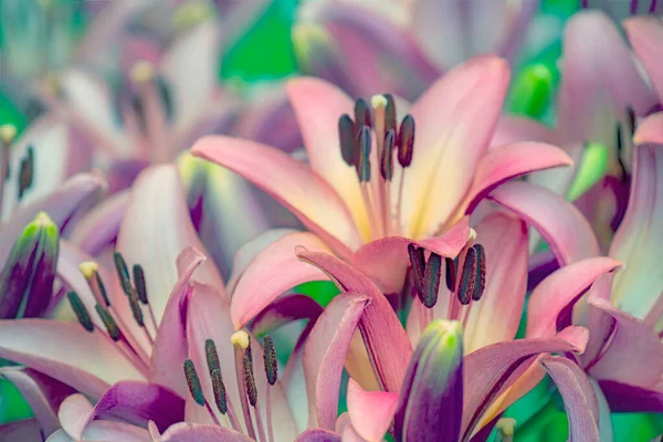 Pink Lilies Close Luxuriant Bloom Selective Focus — стоковое фото