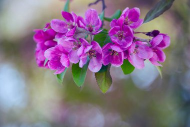 branches with pink delicate spring flowers of fruit tree. Cherry flowering. Delicate artistic photo. selective focus.