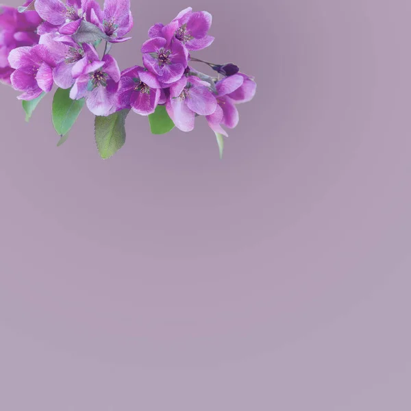Гілки Рожевими Ніжними Весняними Квітками Фруктового Дерева Цвітіння Вишні Ніжна — стокове фото