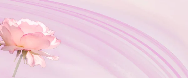 Banner Rose Outline Blurred Pink Background Banner Picture Postcard Art — 스톡 사진