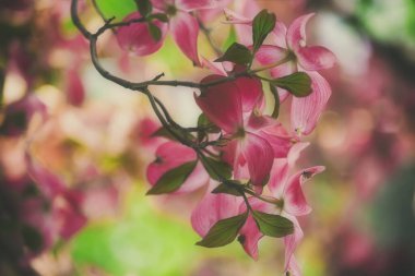  Ağaçtaki güzel büyük pembe çiçekler. Bahar çiçekleri. Bahar çiçekleri. Çiçeksel parlak arkaplan. 