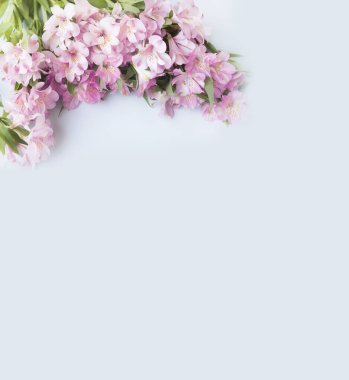 Hafif bir arka planda nazik çiçekler. Yazıtların ve fikirlerin için bir sürü bedava hayal.