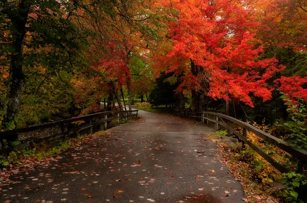 Parque Outono Com Maçãs Vermelhas Após Chuva — Fotografia de Stock