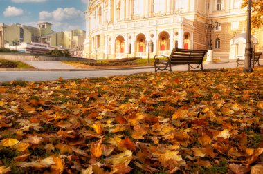 Şehirde sonbahar. Opera binası ve sarı yapraklı bank. Odessa 'da. Ukrayna.