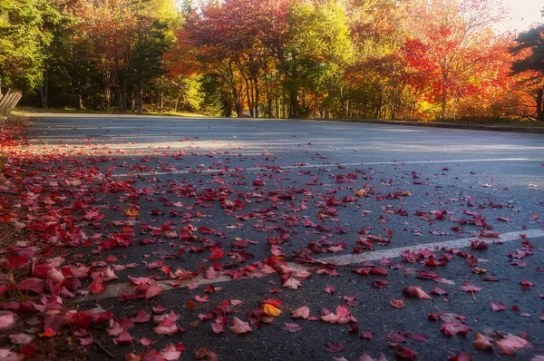 autumn view in the park on a deserted parking lot. Bright red fallen maple leaves