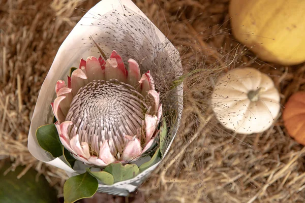 Close-up van een protea bloem op een wazige achtergrond. — Stockfoto
