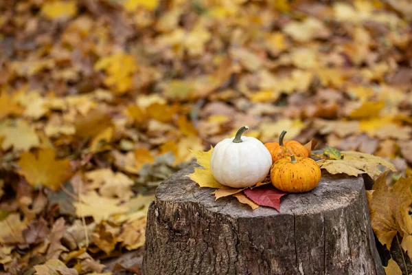 Small pumpkins on a stump in the autumn forest. Stock Picture