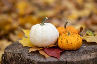Sonbahar ormanında bir kütükte küçük balkabakları.