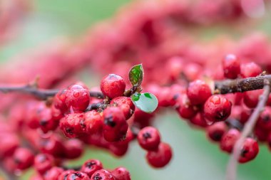Yabani kırmızı böğürtlenlere yakın çekim, Rowan Bush.