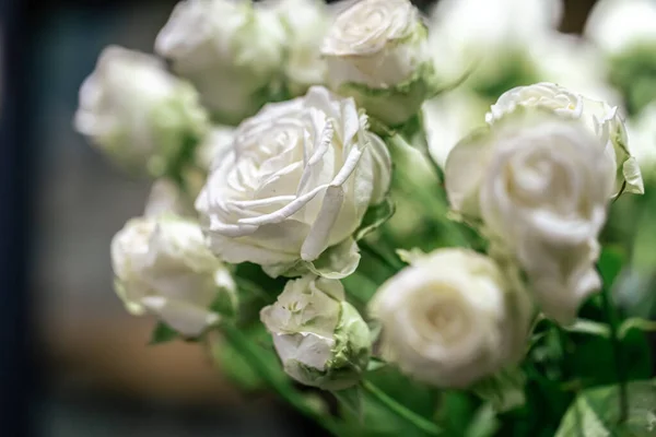 Nahaufnahme weißer Rosen auf verschwommenem Hintergrund. — Stockfoto