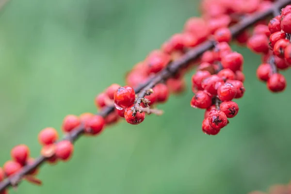 Крупный план диких красных ягод, рябиновых кустов. — стоковое фото