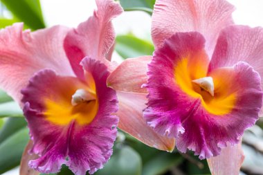 Bulanık arkaplanda Tayland orkidesinin yakın çekimi, makro fotoğrafçılık.