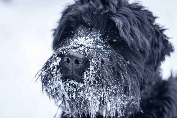 Bonito cão preto Schnauzer gigante em um passeio no inverno em tempo nevado. — Fotografia de Stock