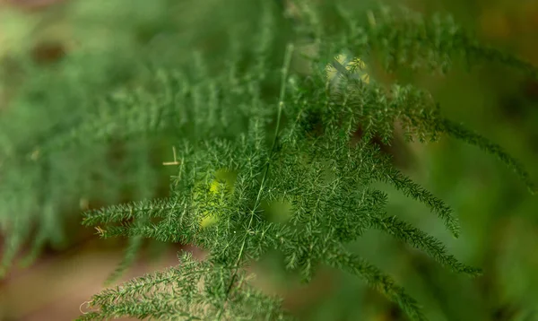 Primer plano de una planta de interior sobre un fondo borroso. —  Fotos de Stock