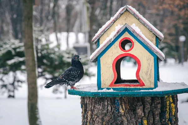 Piccione vicino a un alimentatore di legno luminoso nella foresta invernale. — Foto Stock