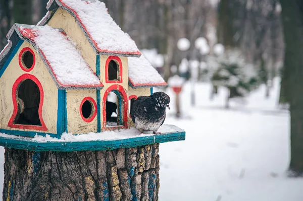 Duif in de buurt van een heldere houten feeder in het winterbos. — Stockfoto