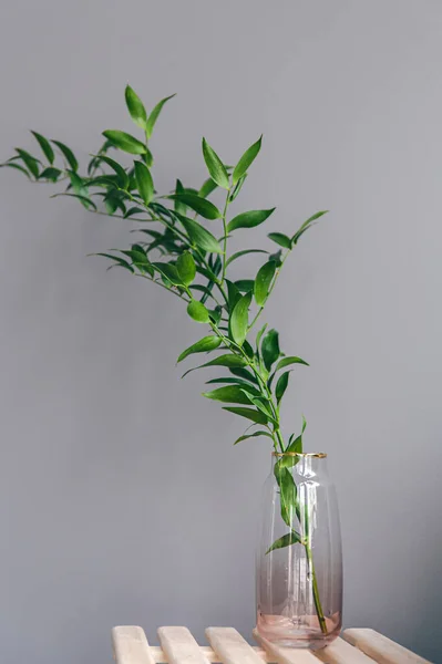 Vase avec une branche d'une plante verte sur un fond gris isolé. — Photo