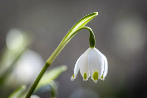 Close up, snowdrops in the ground, macro photography. — Stock Photo, Image
