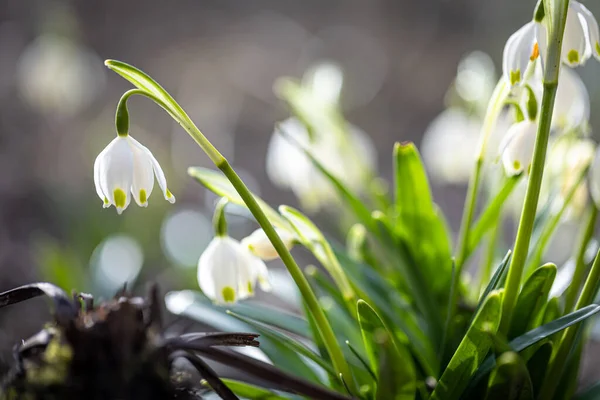 Close up, snowdrops in the ground, macro photography. — Stock Photo, Image