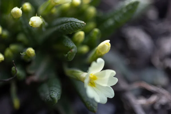 Uma pequena flor branca da primavera cresce do chão. — Fotografia de Stock