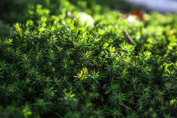 Prachtig groen mos op een steen, mos close-up, macro. — Stockfoto