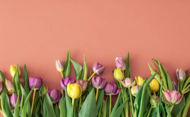 Düz bir zemin, renkli bir zemin üzerinde laleler.