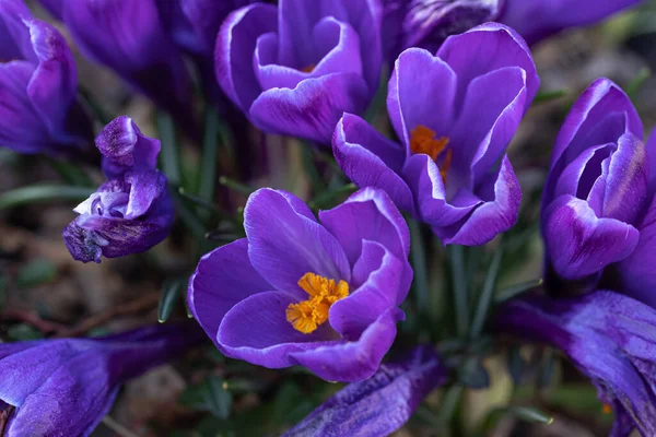 Blue crocuses grow in the ground, close-up. — Stock Photo, Image