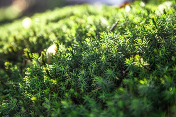 Prachtig groen mos op een steen, mos close-up, macro. — Stockfoto